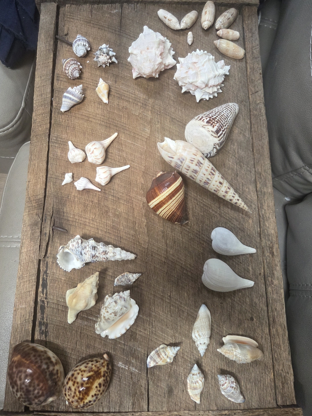 35 Assorted Natural Seashell Personal Collection - Bin R